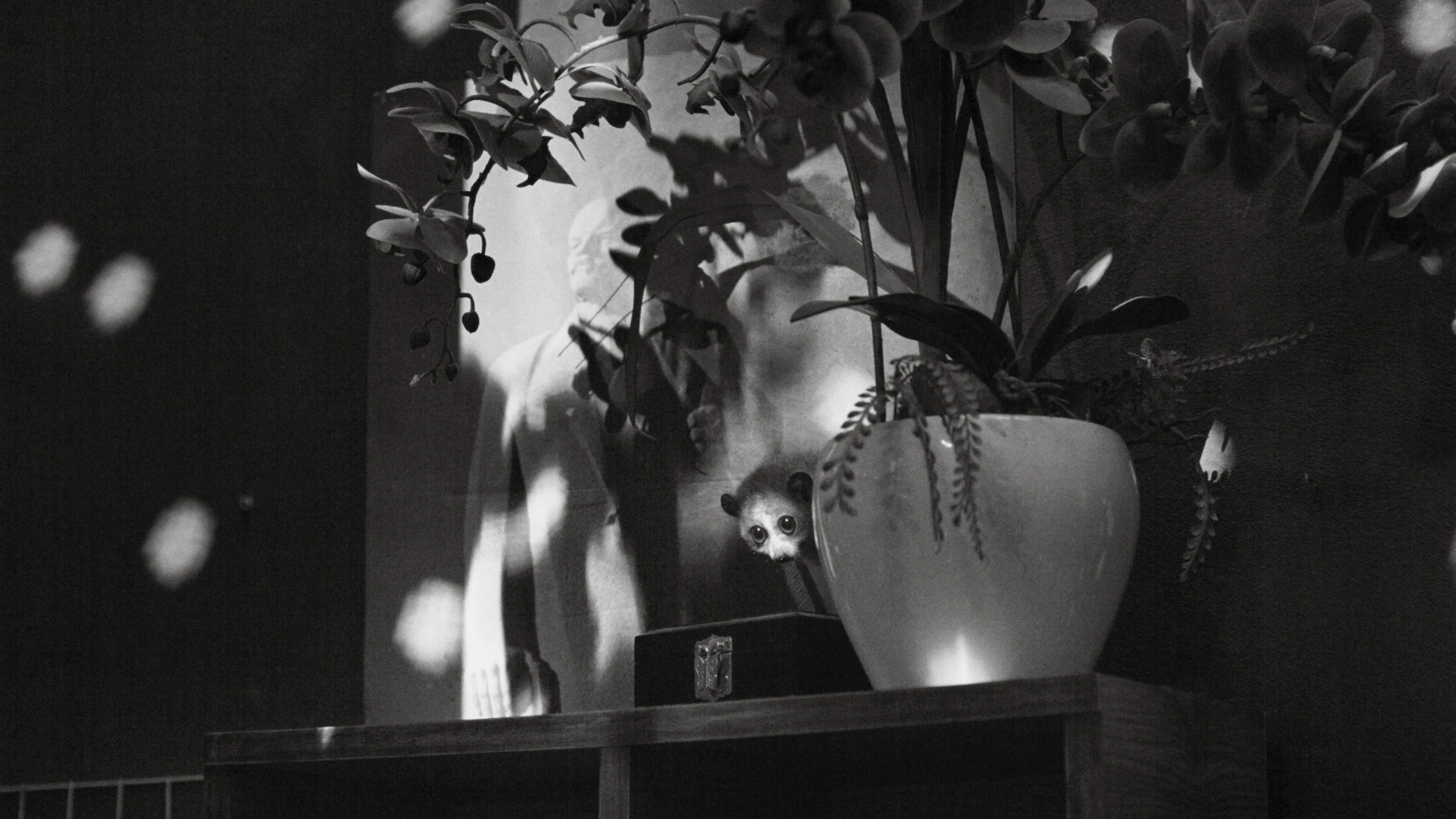 Cu Li Không Bao Giờ Khóc - Cu Li Never Cries